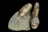 Two Species Of Hoploscaphites Ammonites Back To Back - South Dakota #155434-3